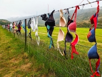 Hàng rào hàng nghìn chiếc áo ngực ở New Zealand